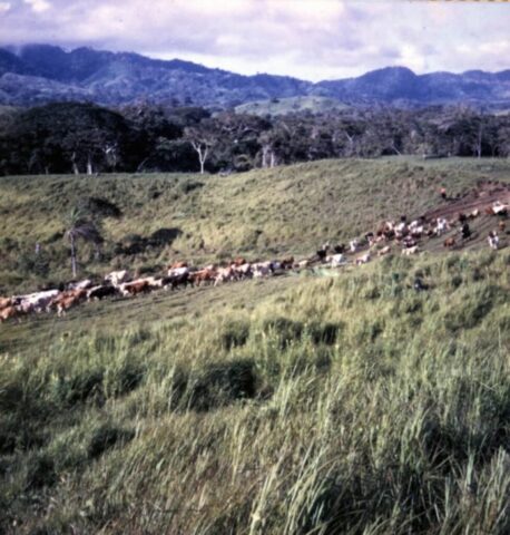 Cattle drive across the ranch, 1974. ©KMC