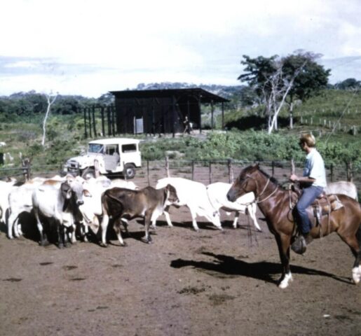 Jack and his herd of Brahman cattle, 1974. ©KMC