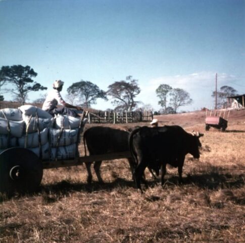 Jaragua seed to market, which some years made more money than beef, c 1974. ©KMC