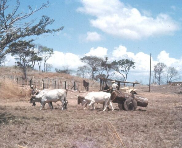 Four oxen hauling a huge tree trunk on a two-wheel cart. ©KMC