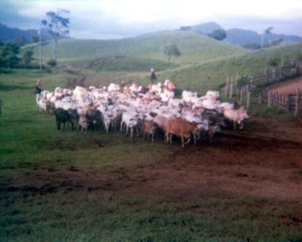 Cattle drive at El Alamo, c 1976-1977. ©KMC