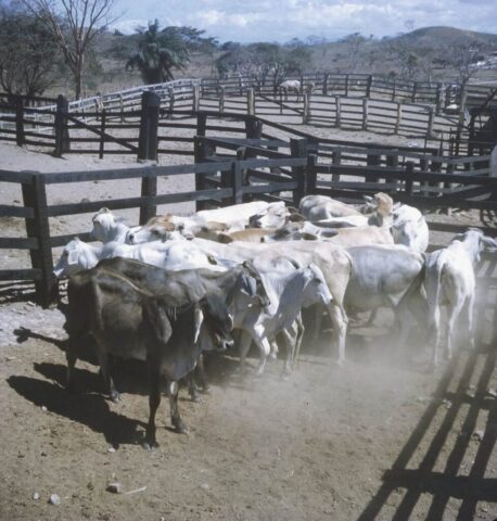 The corrals at El Alamo de San Antonio, Rivas, Nicaragua, 1974. ©KMC