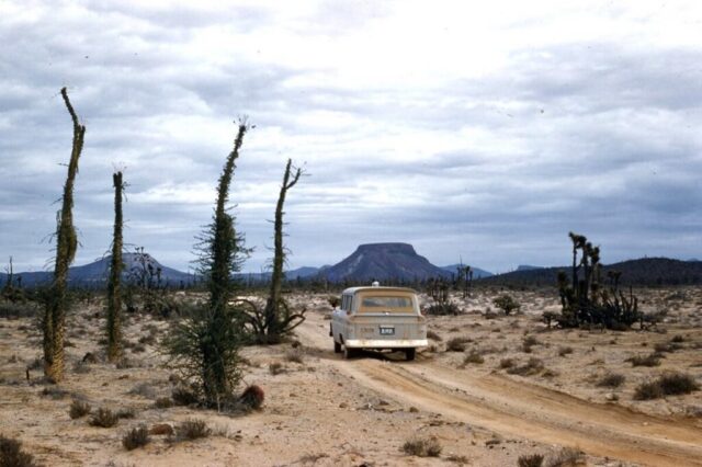The Consulate General’s carryall is on a rugged dirt road among cacti and distant mesas in the Valle de los Cirios, Baja California, México, 1961. ©KMC