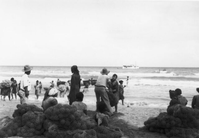 A line of workers is seen loading coconuts into a panga on the beach. A larger boat is waiting off shore. Honduras, 1947. ©KMC