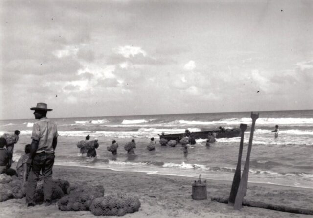 A line of workers is seen carrying big bags of coconuts to a panga in the shallow shore. Brus Lagoon, Honduras, 1947. ©KMC