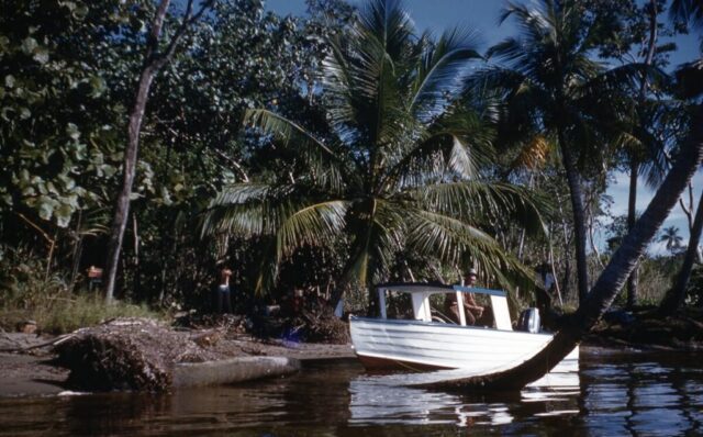 The Blue Goose, a wooden white boat with a blue trim and roof, is tied to a coconut palm in shallow water at the edge of a tropical shore. Punta Manabique, Guatemala, 1958. ©KMC