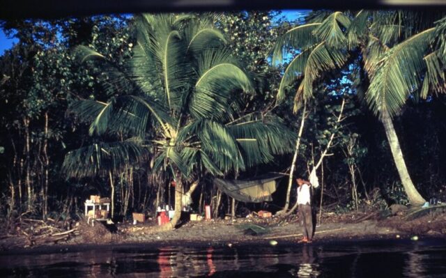 A jungle hammock, table, and provisions at a campsite in a tropical coconut grove along the shoreline. Punta Manabique, Guatemala, 1958. ©KMC