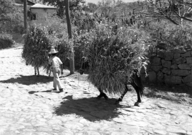 A campesino leads two horses loaded up with dried corn stalks down a cobblestone street in Tegucigalpa, Honduras, 1946. ©KMC