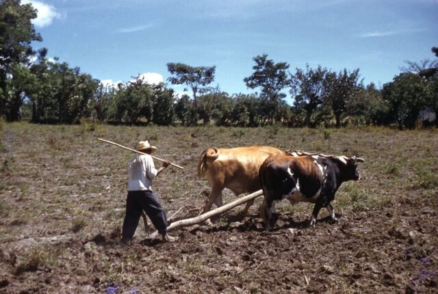 A man drives a pair of oxen through a field, plowing with a crooked limb, El Salvador, 1958. ©KMC